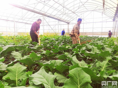 江西修水 勤勞種下致富果，貧困群眾持續增收新風尚