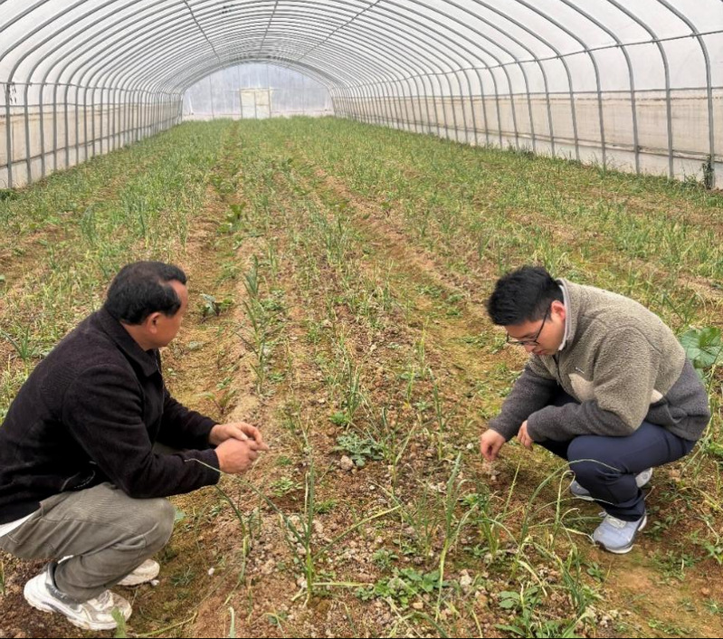 我院教師深入陽新開展果蔬種植技術服務，助力鄉村振興