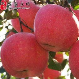 鹽源縣新農通果蔬種植專業合作社 匠心耕耘，孕育高原水果新篇章